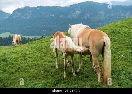 Young foal suckling from his mother horse in the pasture in front of a mountain in the european alps. A Haflinger mare feeding her milk to her foal. Stock Photo