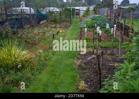 Taking on an allotment vegetable patch, compost heap, cabbage patch, planning the layout, Organic aims, plants you grow, Harvesting, organic gardening. Stock Photo