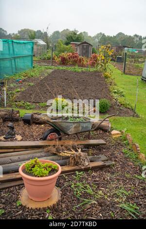 Taking on an allotment vegetable patch, compost heap, cabbage patch, planning the layout, Organic aims, plants you grow, Harvesting, organic gardening. Stock Photo