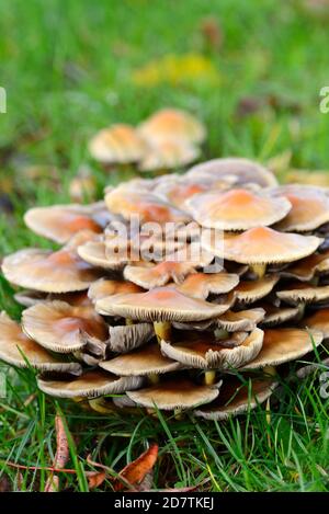 Honey Fungus / Bootlace Fungus (Armillaria mellea) growing on tree roots under a garden lawn. Kent, UK, early October Stock Photo