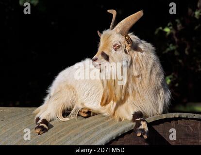 African Pygmy Goat Stock Photo