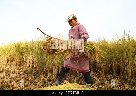 Huaibei, Huaibei, China. 25th Oct, 2020. AnhuiÃ¯Â¼Å'CHINA-Rice is ripe in sholi Town, Duji District, Huaibei City, Anhui Province, Oct. 18, 2020. The fields are busy as local farmers scramble for good weather to harvest rice. Credit: SIPA Asia/ZUMA Wire/Alamy Live News Stock Photo
