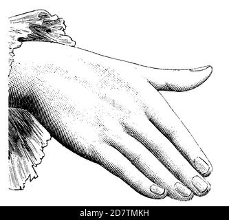 Hand illustration, 19th century black and white drawing Stock Photo