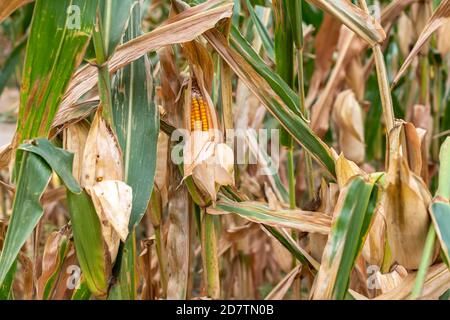 Close up View of Corn on the Cob still attached to the Plant in Farm Stock Photo