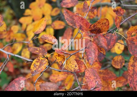 Amelanchier lamarckii juneberry serviceberry shadbush in autumn colors Stock Photo