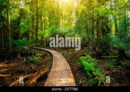 Beautiful path in lush tropical rainforest jungle in Tasman peninsula, Tasmania, Australia. The ancient jurassic age jungle is part of three capes Stock Photo