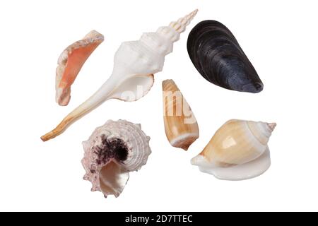 Sea clam shells close up isolated on white background Stock Photo