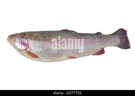 Trout carcass close up isolated on white background Stock Photo