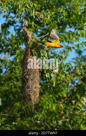 Altamira Oriole (Icterus gularis), adult leaving nest, Laguna Atascosa National Wildlife Refuge, Texas, USA Stock Photo