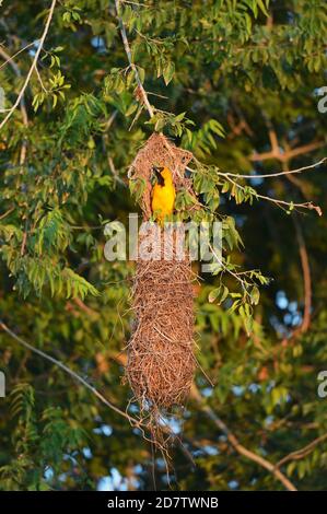 Altamira Oriole (Icterus gularis), adult at hanging nest, Laguna Atascosa National Wildlife Refuge, Texas, USA Stock Photo