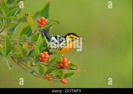 Blackburnian Warbler (Dendroica fusca), male perched on Berlandier's fiddlewood (Citharexylum berlandieri), South Padre Island, Texas, USA Stock Photo