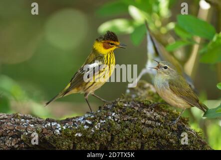 Cape May Warbler (Dendroica tigrina), male and Tennessee Warbler (Vermivora peregrina), South Padre Island, Texas, USA Stock Photo