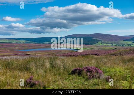 Pink heather in full bloom on the moors looking over Lower Barden reservoir towards Simon Seat and the Bolton Abbey Estate, Yorkshire Dales National P Stock Photo