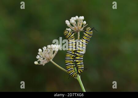 a monarch butterfly larva feeds on swamp milkweed along a michigan dune ...