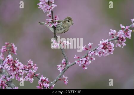 Pine Siskin (Carduelis pinus), adult perched on Eastern Redbud (Cercis canadensis), Hill Country, Central Texas, USA Stock Photo