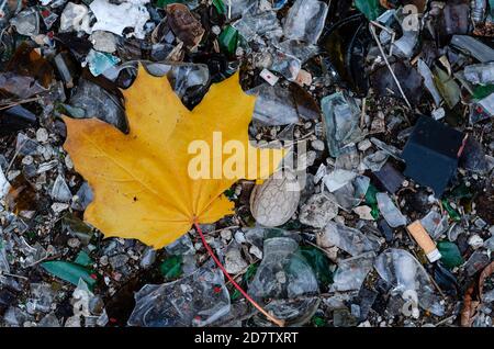 Yellow maple leaf on pieces of broken glass and debris. Fallen sheet with broken edges among broken bottles and stones. View from above at an angle. Stock Photo