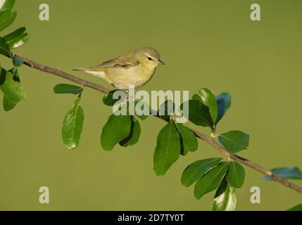 Tennessee Warbler (Vermivora peregrina), adult perched, South Padre Island, Texas, USA Stock Photo