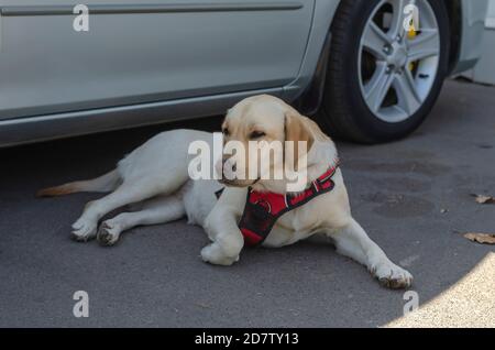 labrador car harness