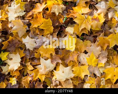 Colorful autumn foliage fallen down to the ground on a forest track Stock Photo