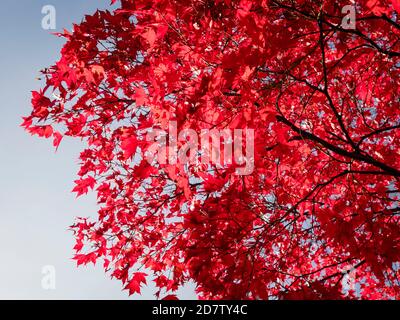 bright red leaves of a red maple tree (Acer rubrum) Stock Photo