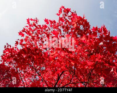 bright red leaves of a red maple tree (Acer rubrum) Stock Photo