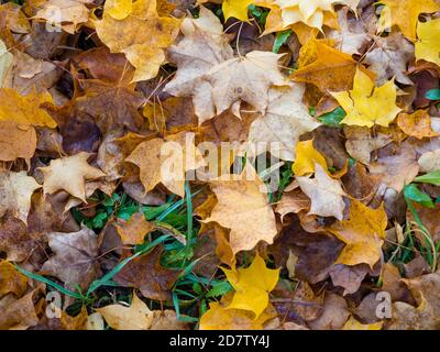 Colorful autumn foliage fallen down on a forest track Stock Photo