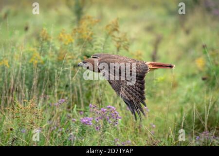 Red-tailed hawk flying low over a field of wild flowers hunting for food Stock Photo
