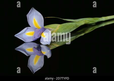 Close up of an iris reflected in black plexiglass against a black background Stock Photo