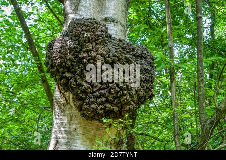 A large burr or burl on a silver birch tree, Betula pendula. Stock Photo