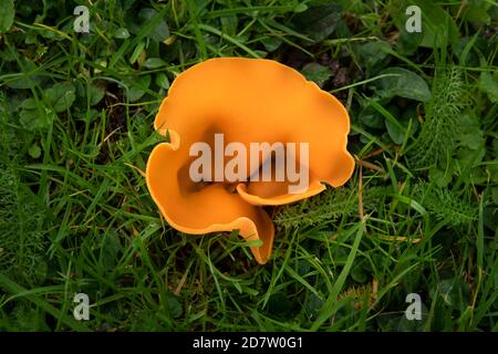 Orange Peel Fungus in Suffolk Stock Photo