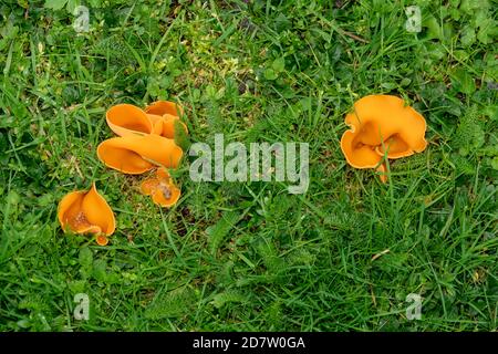 Orange Peel Fungus in Suffolk Stock Photo