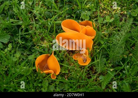 Orange Peel Fungus in Suffolk Stock Photo