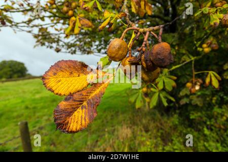 Horse Chestnut branch with autumn leaves and conkers Stock Photo