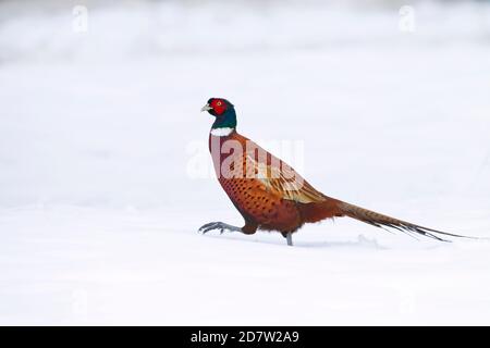 Pheasant Phasianus colchicus male in winter snow Stock Photo