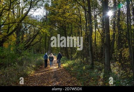 People walking on a bridleway through a typical woodland in Sherwood Forest of deciduous trees. Stock Photo