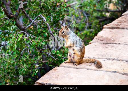Mother Squirrel  with newborn kittens in Zion National Park.  Zion canyon features soaring towers and monoliths that suggest a quiet grandeur Stock Photo