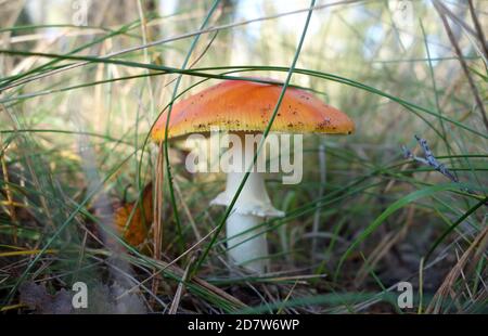 A orange colored fly agaric in the forest without white dots. Toxic mushroom. Toadstool in the wood surrounded by grass. Stock Photo