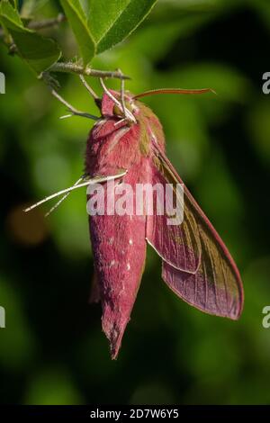 June 2020 and an elephant hawkmoth is resting in a bush in a garden in Glastonbury Stock Photo