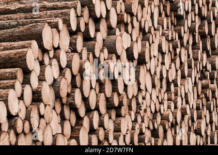 Freshly cut tree wooden logs in the forest waiting for transportation and processing. Timber logging. Close up of the trunks of felled trees. Stock Photo