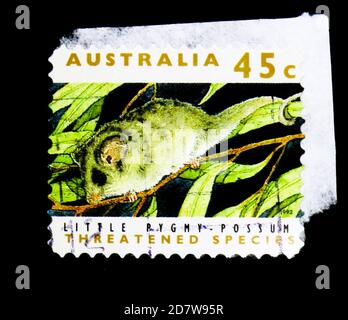 Little Pygmy Possum Cercartetus lepidus Photographed in Tasmania Stock