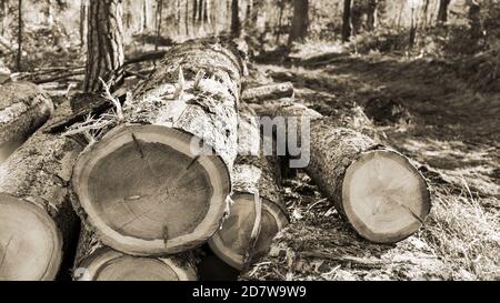 Group of sawn wooden logs in artistic detail. Closeup of felled tree trunks cross-section. Natural rural background in one color tone retro style. Eco. Stock Photo