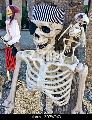 The skeletons of two pirates and a parrot riding on a shoulder make spooky outdoor Halloween decorations in front of a home on the west coast of Florida, USA. Being in the Sunshine State, one pirate wears sunglasses under his traditional black eye patch. Halloween evolved from All Hallows' Eve and continues to be celebrated annually in America and other countries on October 31. It is a favorite holiday for children, who dress up in clever costumes and go door-to-door in their neighborhoods to collect candy and other treats. Stock Photo