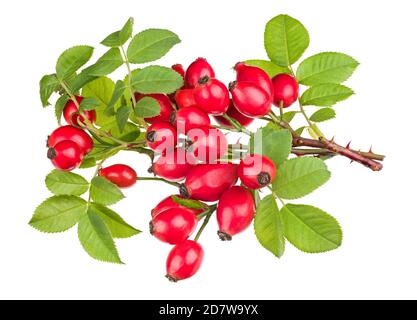 Ripe red rosehips on thorny briar twigs. Rosa canina. Closeup of shiny sweet rose hips on small brier branches with lush green leaves and sharp thorns. Stock Photo