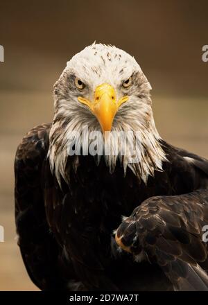 Shallow focus shot of a bald eagle perched on rocks during daytime in ...