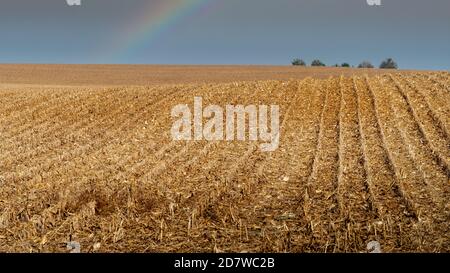 Rural farm field with rows of harvested corn stalks going in to distance over rolling hills with rainbow and a couple of trees at horizon on cloudy da Stock Photo