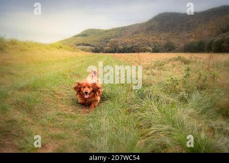 Long-haired dachshund dog in the nature Stock Photo