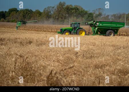 Lebanon, IL--Oct 17, 2020; green harvesters and tractors harvesting golden dry cornfields on midwestern farm. Stock Photo