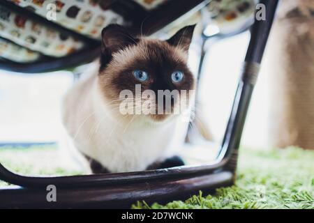 Portrait of a small Sacred Burmese cat. Stock Photo