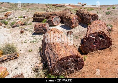 Broken Petrified Logs in Petrified Forest National Park, Arizona-USA Stock Photo