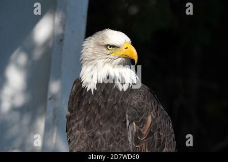 Bald Eagle Closeup Stock Photo